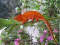 /album/galerie-de-photos-nature-technologie/screenhunter-46-jan-17-19-16-jpg/